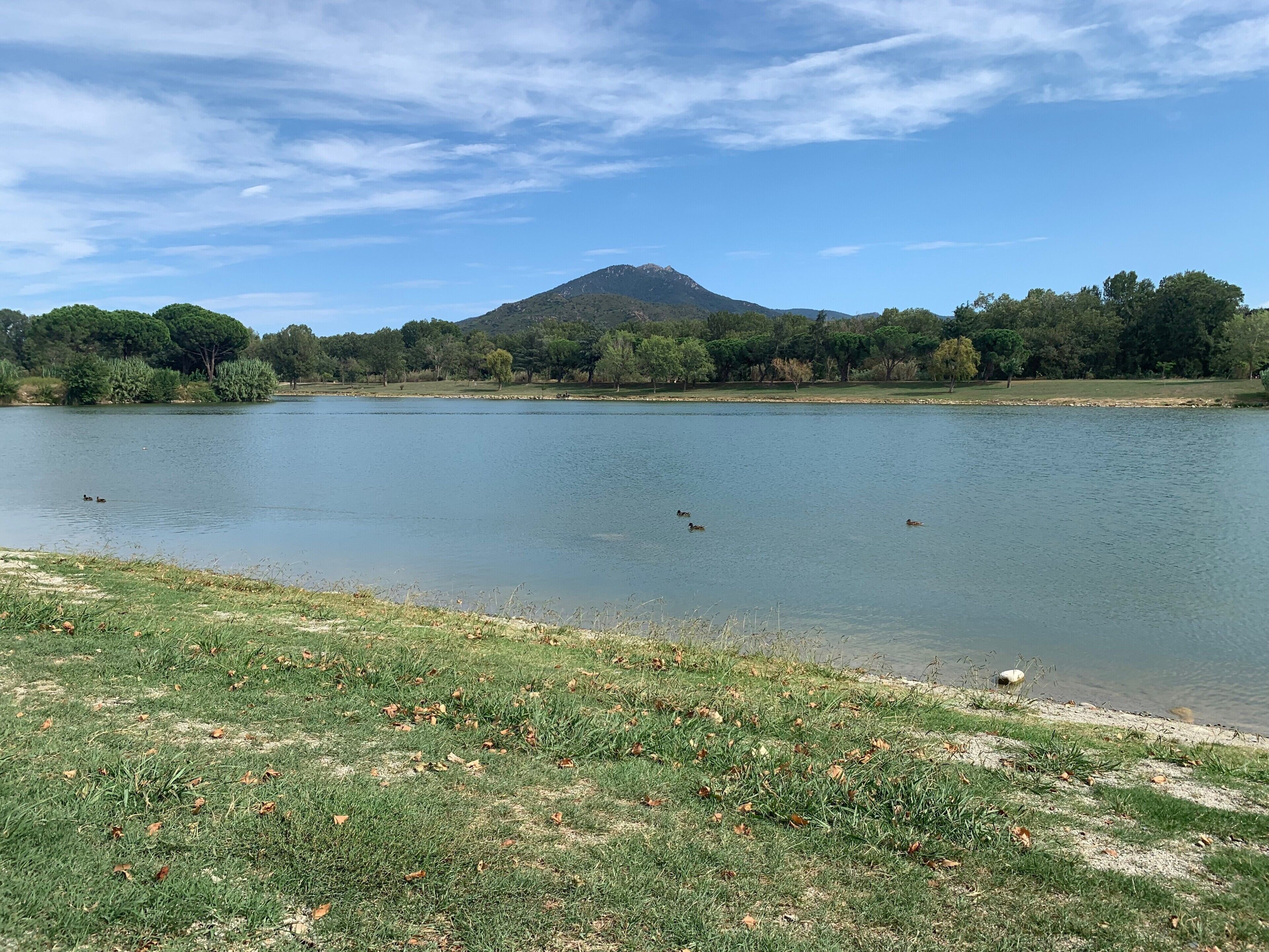 A lake with ducks, grassy banks, and a mountain in the background.