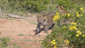En leopardunge ligger på marken, och i närheten finns en annan leopardunge samt en vuxen leopard.