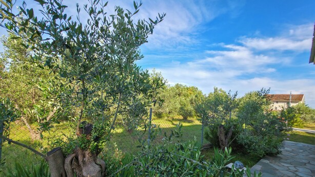 Un giardino con diverse piante e un sentiero in pietra.