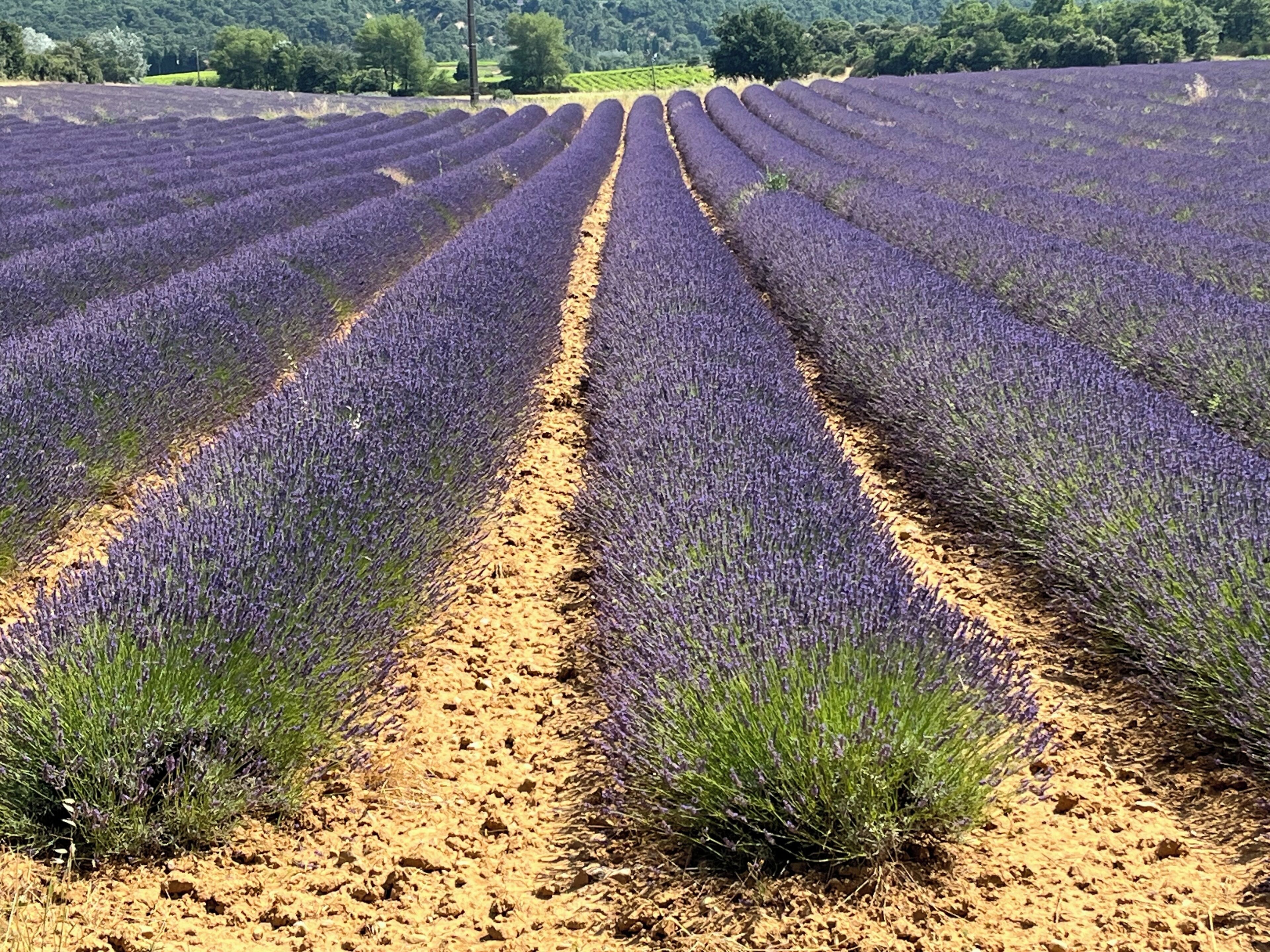 A lavender field with rows of plants.