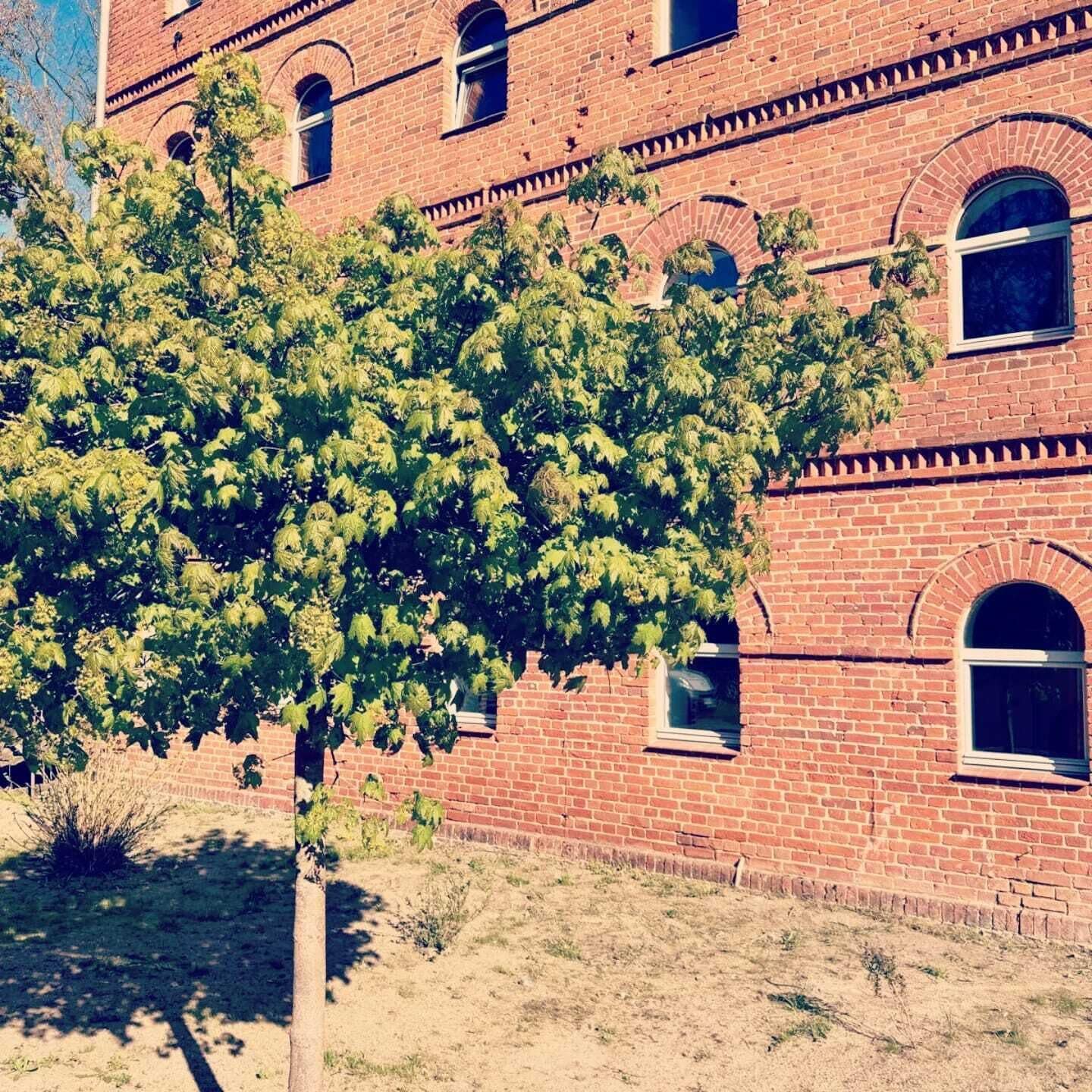 Un edificio de ladrillo con varias ventanas y un árbol en la parte delantera.