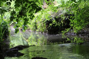 Une Ă©tendue dâeau naturelle entourĂ©e dâune vĂ©gĂ©tation luxuriante.