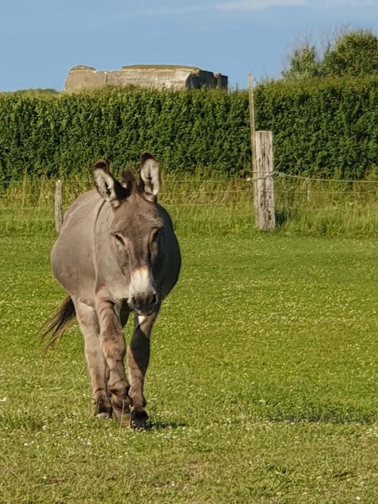 A donkey in a grassy field with a fence and a hedge in the background.