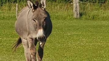 A donkey in a grassy field with a fence and a hedge in the background.