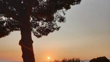 Ein Sonnenuntergang mit einem Baum und einem Pflasterweg.
