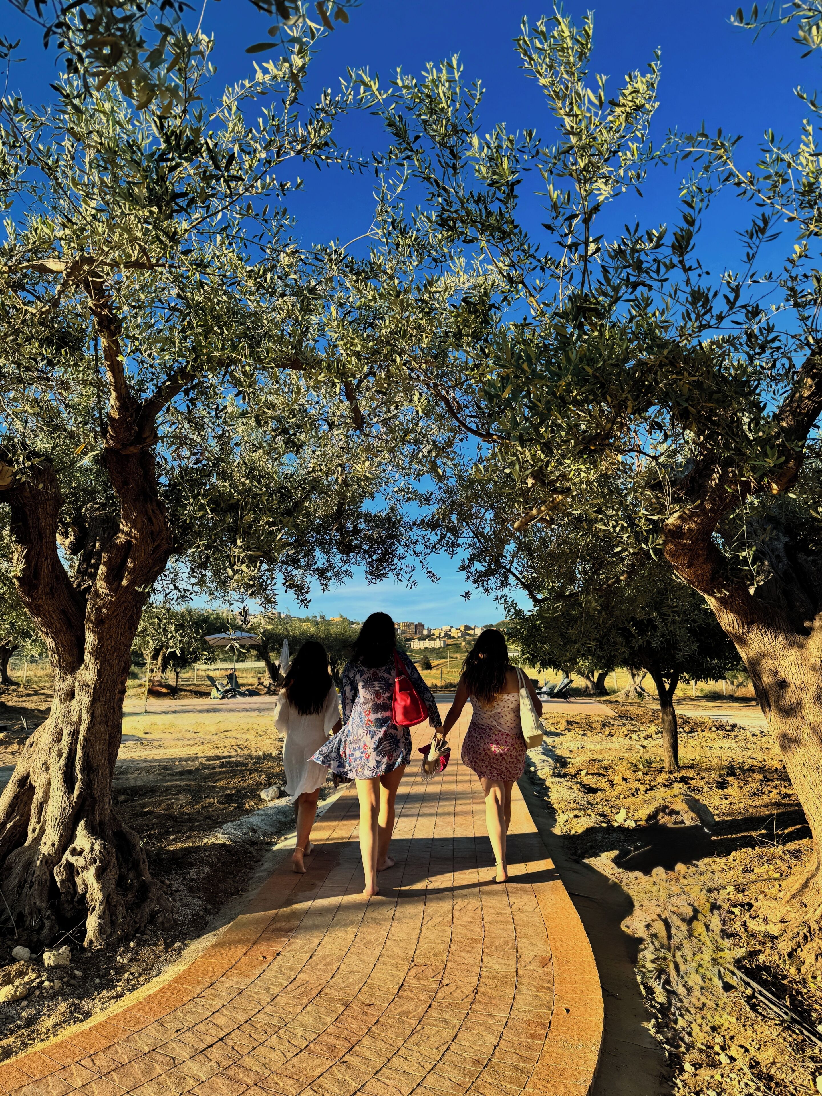 A pathway surrounded by olive trees, leading to a distant view of buildings.
