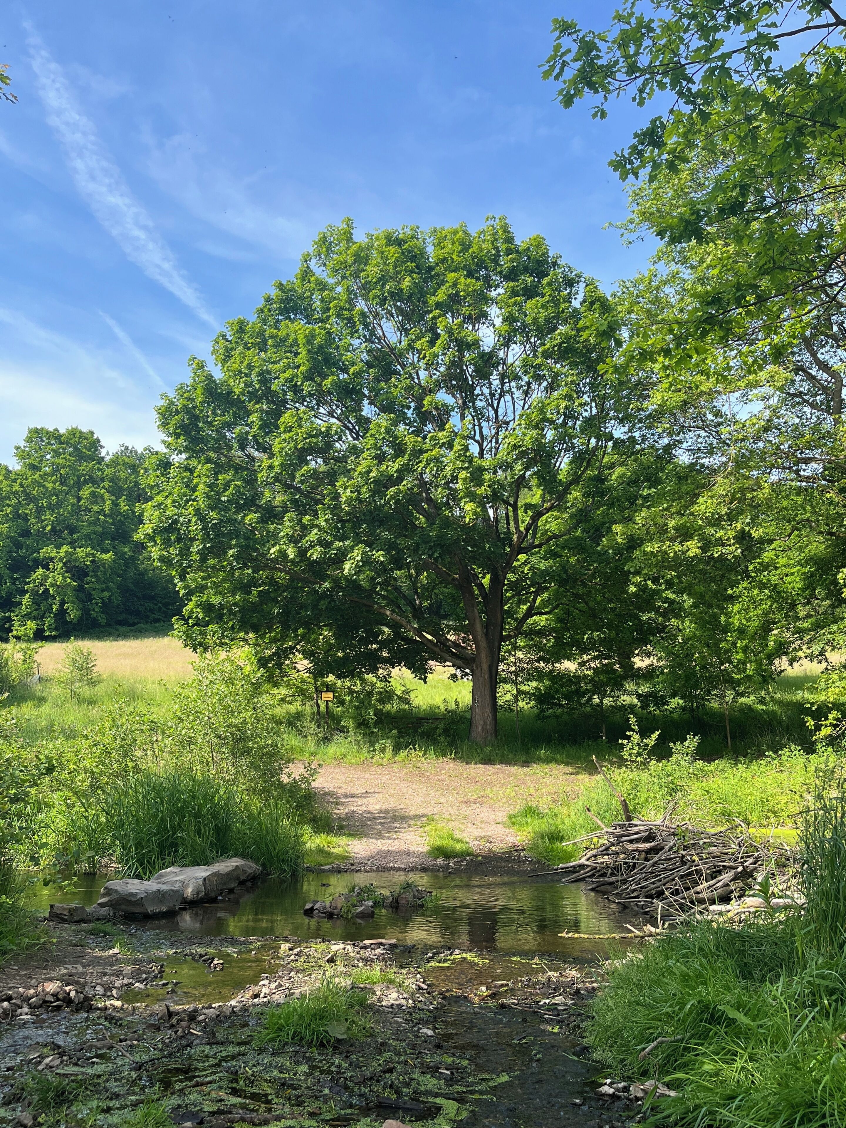 Eine natürliche Landschaft mit einem Baum, einem Bach und einer grünen Wiese.
