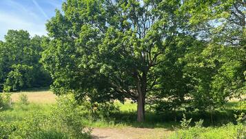 Eine natürliche Landschaft mit einem Baum, einem Bach und einer grünen Wiese.