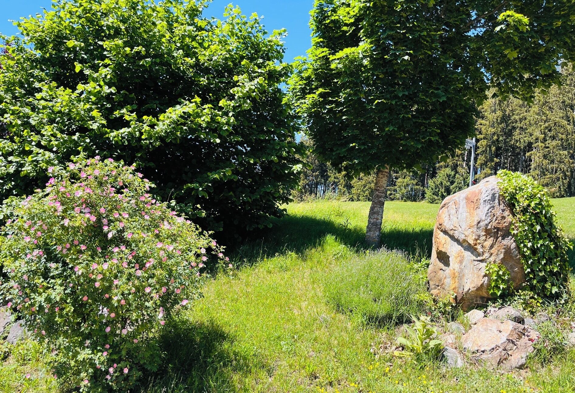 A natural landscape with trees, a rock, and a grassy field.