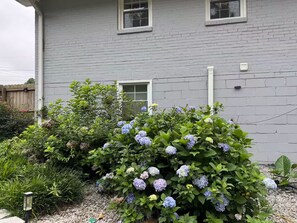 Ein graues Gebäude mit einem Fenster und einer Tür, umgeben von einem Garten mit Hortensienbüschen.