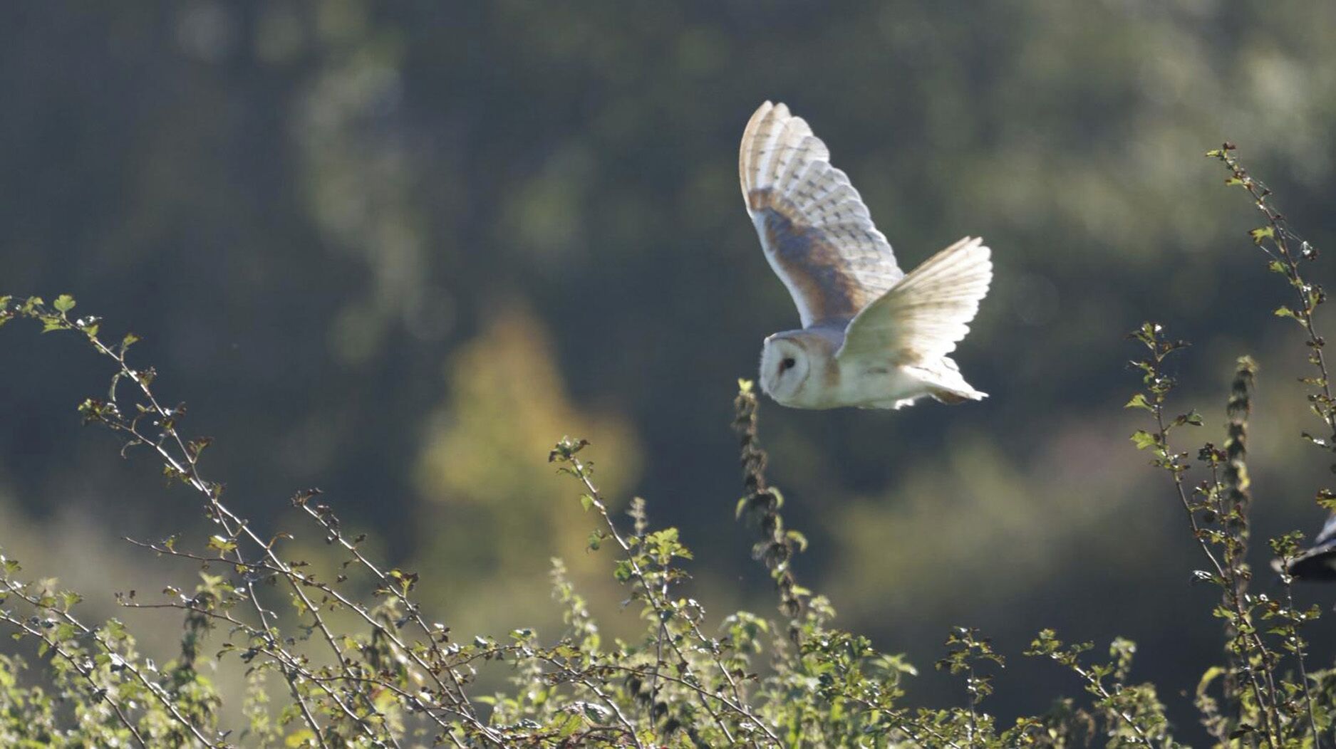An owl in flight with a blurred natural background.