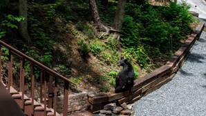 Una escalera baja hacia un sendero de grava, con un oso sentado sobre un borde de madera.