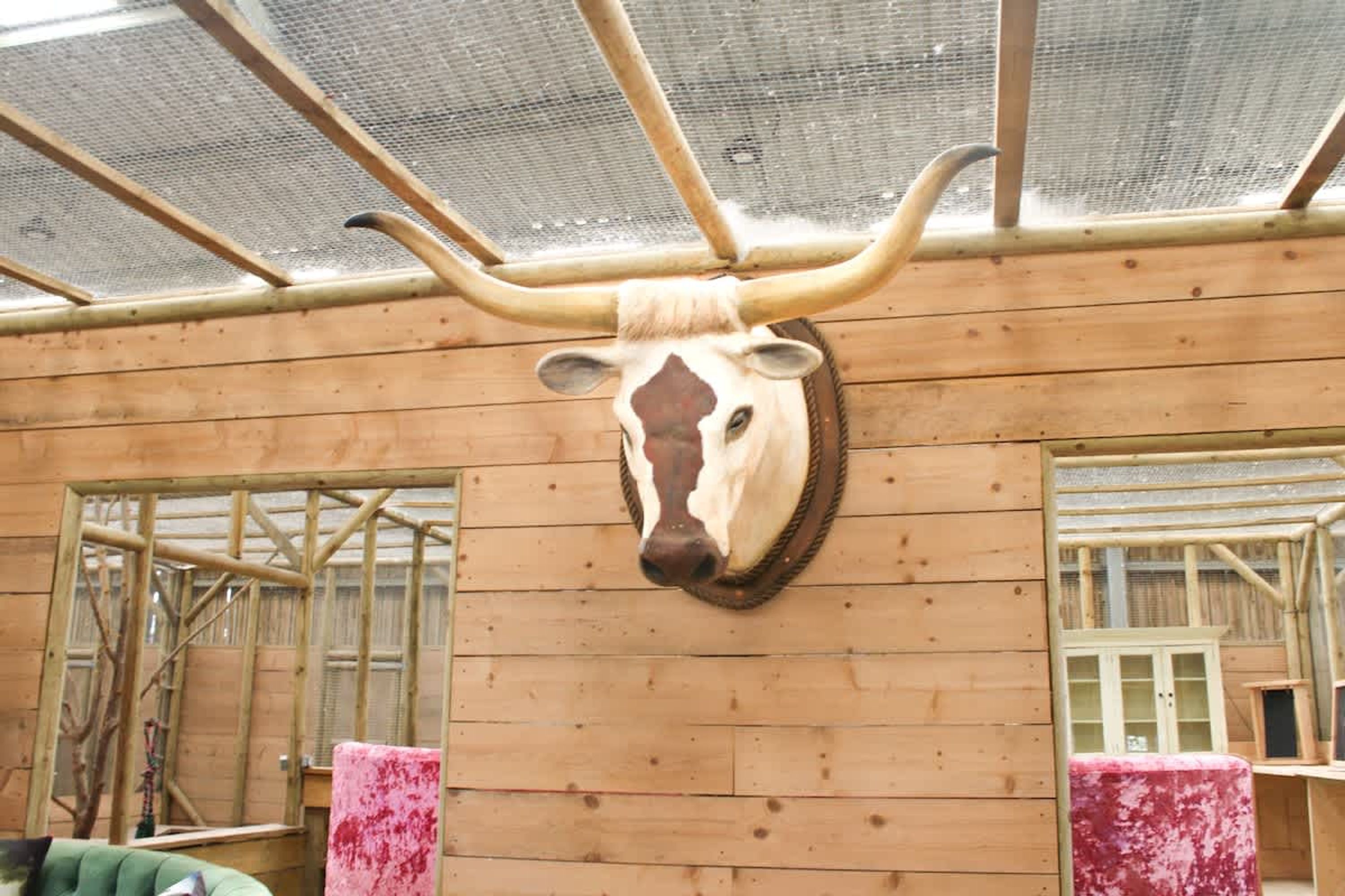 A wooden interior with a mounted animal head on the wall, wooden beams, and a window with a mesh screen.