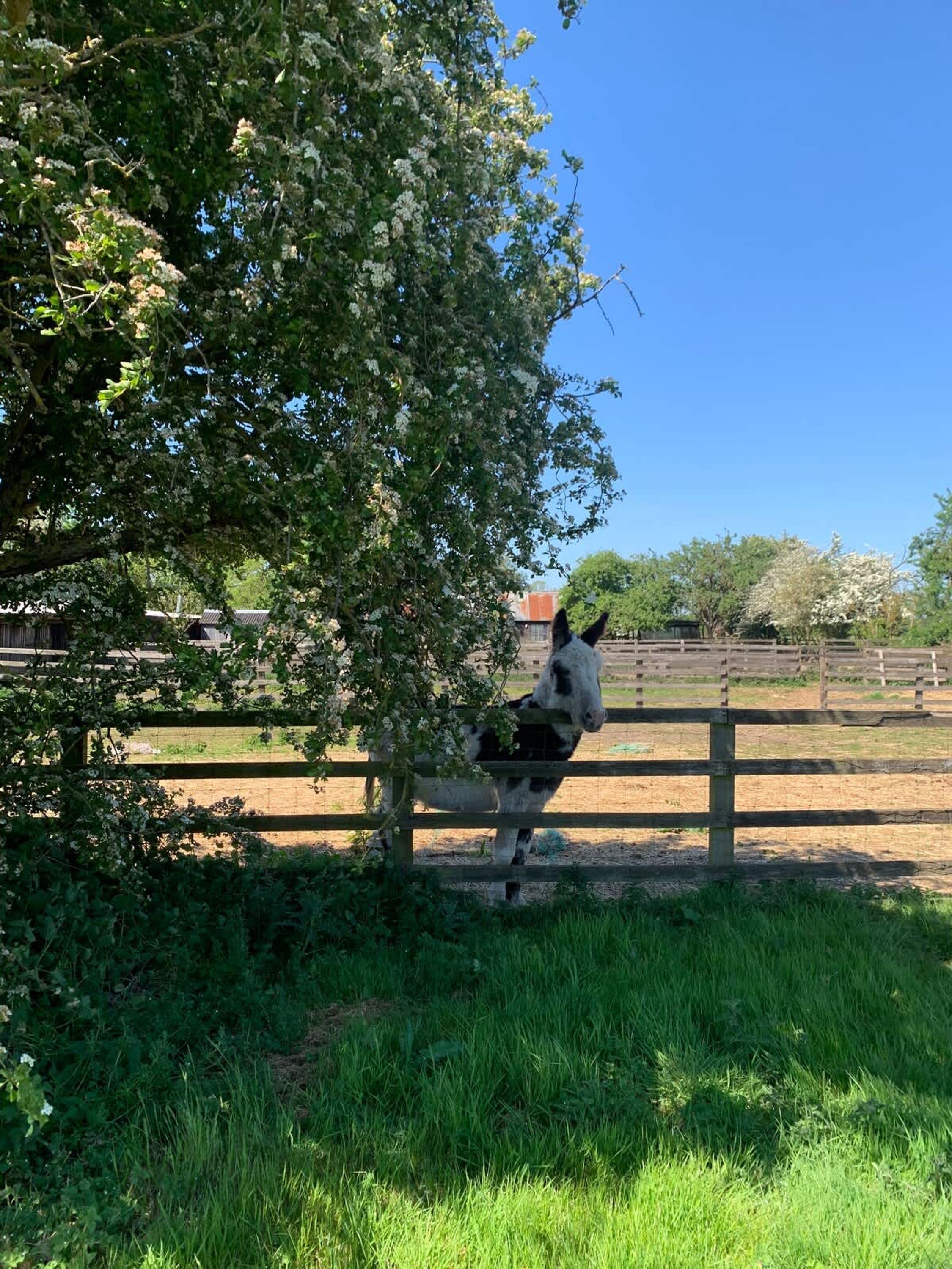 A donkey behind a wooden fence in a grassy area with trees.