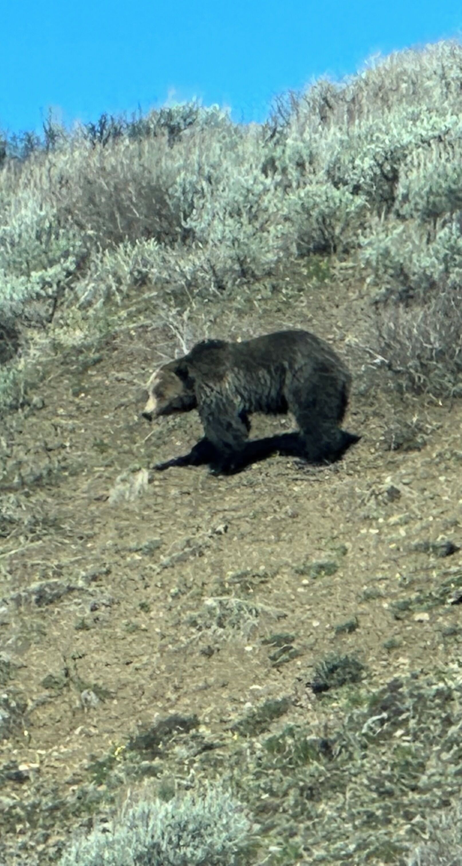 Un oso caminando sobre un terreno seco y cubierto de hierba, con vegetación escasa y un cielo azul despejado al fondo.
