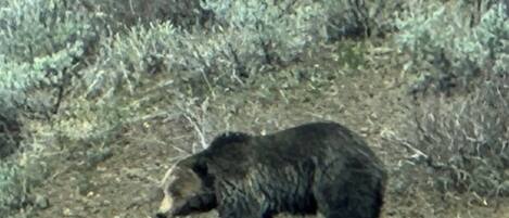 Un oso caminando sobre un terreno seco y cubierto de hierba, con vegetación escasa y un cielo azul despejado al fondo.