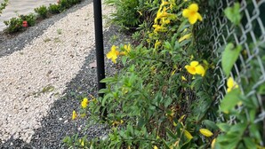 Ein moderner Außenbereich mit einer weißen Struktur, einem Kiesweg und gelb blühenden Pflanzen.