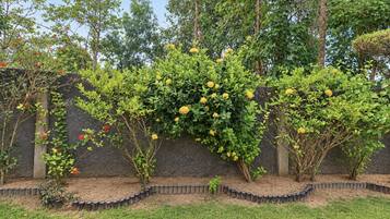 A garden with a variety of plants and a stone wall.