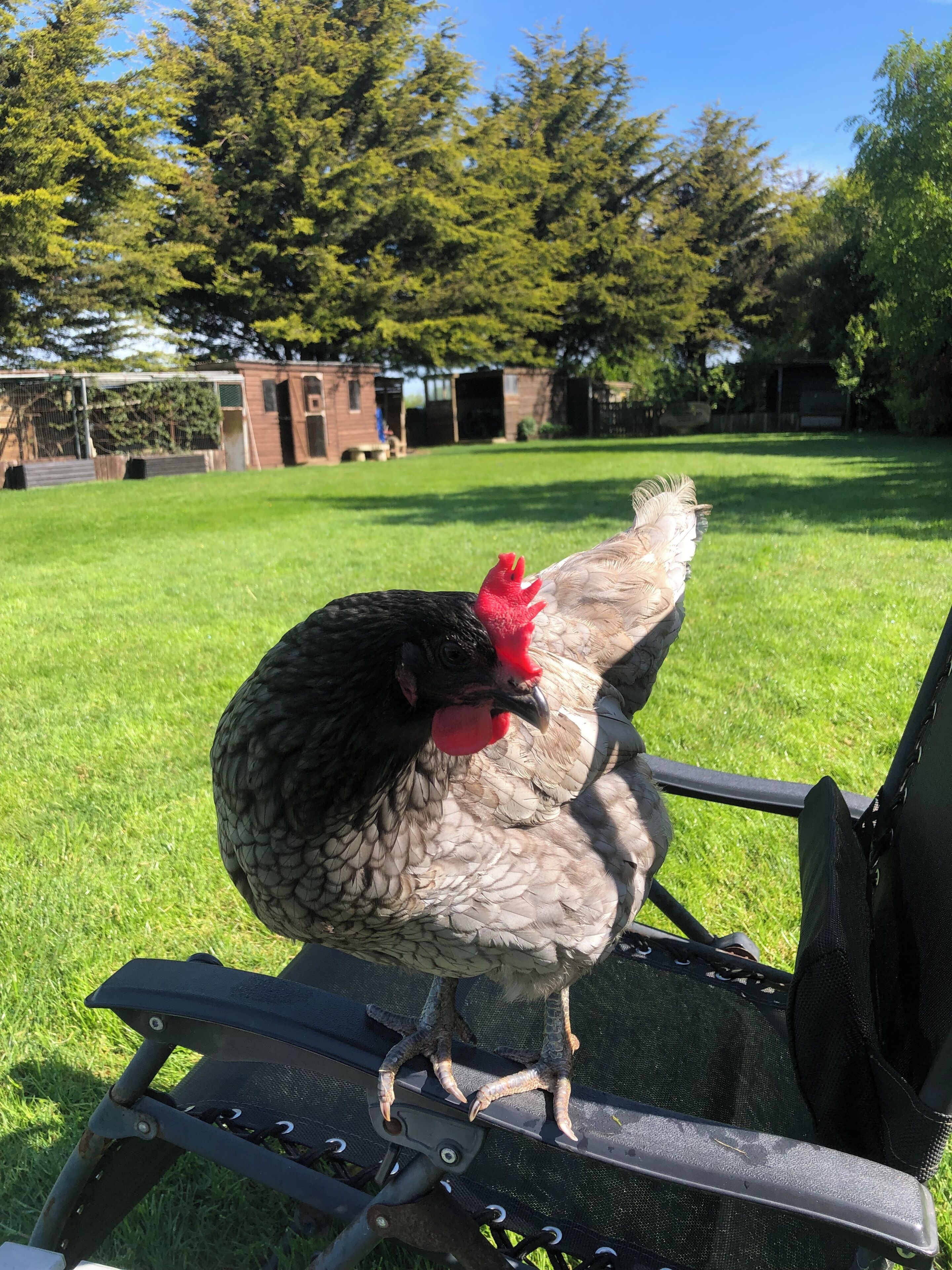 Un pollo sobre un banco en un área al aire libre con césped, árboles y un edificio al fondo.