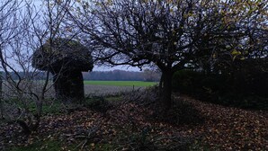 Un paysage rural avec des arbres, des feuilles mortes et un champ en arrière-plan.