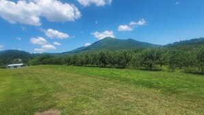 Ein Weinberg mit Rebenreihen, ein kleines Gebäude und ein Berg im Hintergrund.
