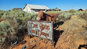 Ein rustikales Schild mit einem Stier und der Aufschrift 'CANE BEDS CIRCUS' in ländlicher Umgebung, mit spärlicher Vegetation und einem Gebäude im Hintergrund.