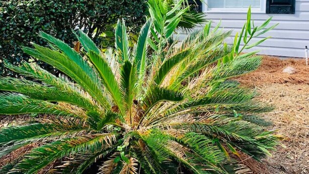 Ein Haus mit einem gepflegten Garten, der eine große Palme und üppigen Strauchwerk zeigt.