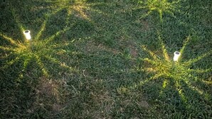 A grassy area with evenly spaced, upright, white objects. - Gorgeous tiny home with mountain views in peaceful Candler (Candler)