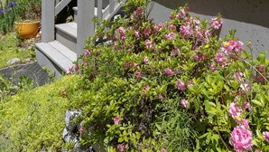 Escadaria cinzenta que leva a um alpendre com guarda-corpo, cercada por vegetação e flores cor-de-rosa.