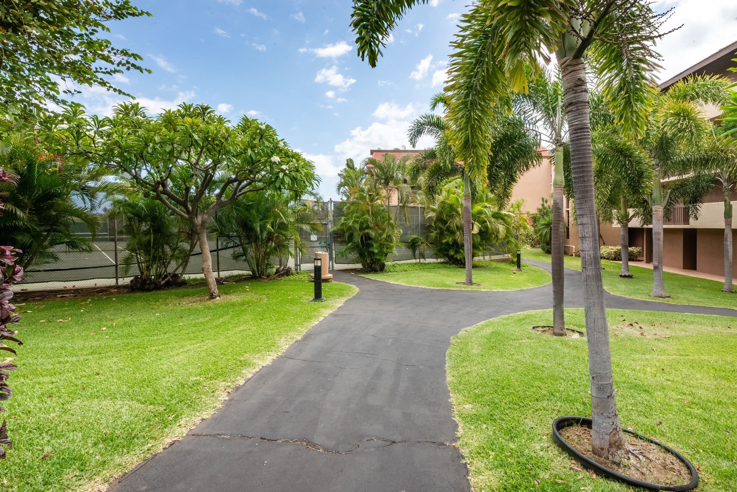 A paved pathway in a landscaped area with palm trees and grass.