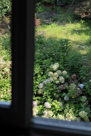A garden with various plants and flowers through a window.