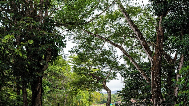 Piscina con agua cristalina, rodeada de árboles y una valla. Se observan sillones de descanso y una estructura blanca pequeña al fondo.