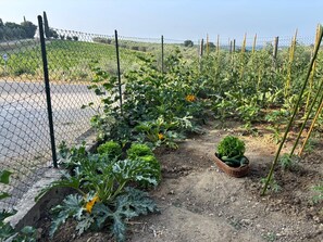 Ein Garten mit verschiedenen Pflanzen und einem Zaun.