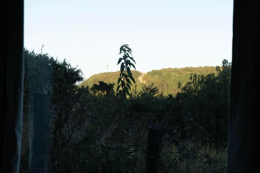 A view of a natural landscape with a hill, a tall tree, and a fence.