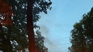 A campfire with logs and a tree nearby. - Mountain view - Marvelous campground in Columbus perfect for your next adventure (Columbus)