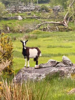 A goat standing on a rock in a grassy field with trees and a fence in the background. - Cottage Sleeps 4 With Parking (Killarney)