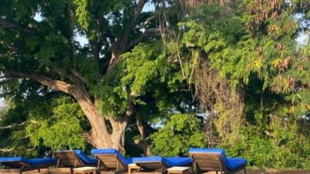 Une piscine avec des chaises longues et un grand arbre.