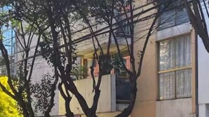 A residential building with a tree in front, a gated entrance, and a visible window. - Del Valle Norte, just steps from the WTC, on the ground floor. (Ciudad de México)