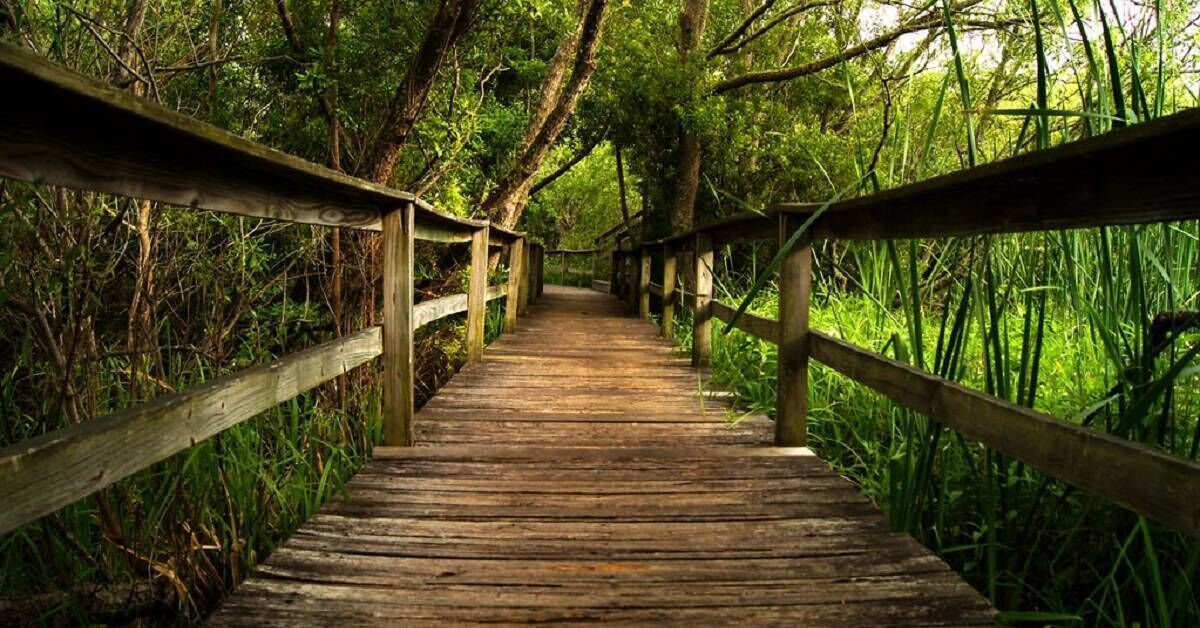 Une promenade en bois qui traverse une forêt dense.
