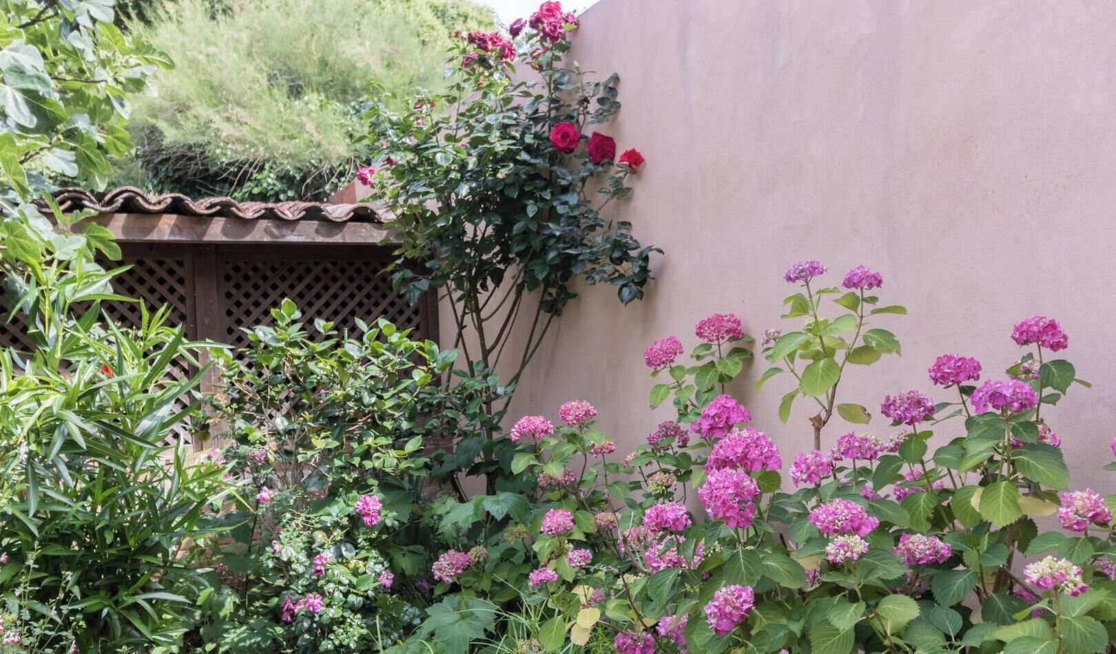 Un jardin avec des hortensias roses et un rosier rouge adossé à un mur.
