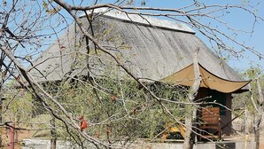 A thatched-roof building with a covered outdoor area and steps leading up to it. - Letaba Trails Camp- Greater Kruger (Phalaborwa)