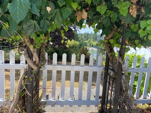 A white picket fence with vines growing over it, a tree trunk, and a view of a beach and greenery in the background.