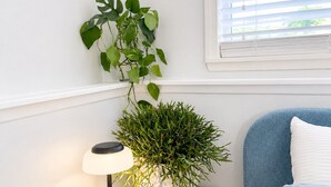 A bedroom with a bedside table, a lamp, a potted plant, a bed with a blue headboard, and a window with blinds. - Cozy Seattle Suite Near SeaTac Airport & Downtown Seattle (Burien)