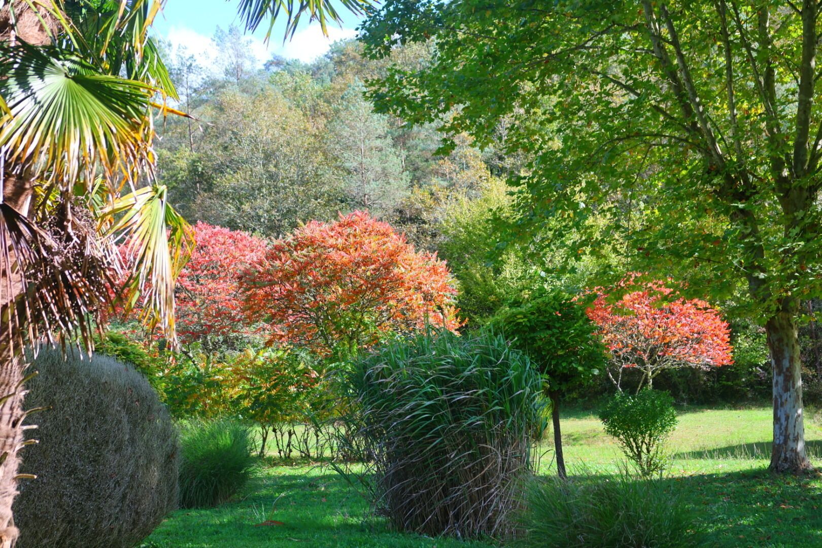 Un jardín con diversos árboles y arbustos, algunos con follaje rojo.
