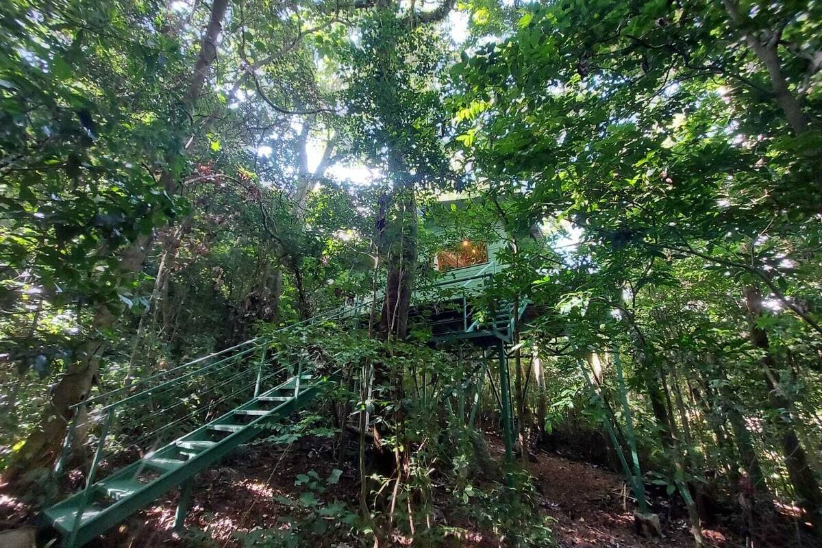 Zona boscosa con una escalera verde que lleva a una plataforma.
