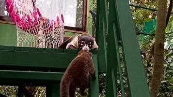 Una silla hamaca, un pequeño animal y una estructura metálica verde.