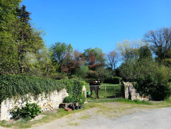 A fenced area with a horse, greenery, and a stone wall.