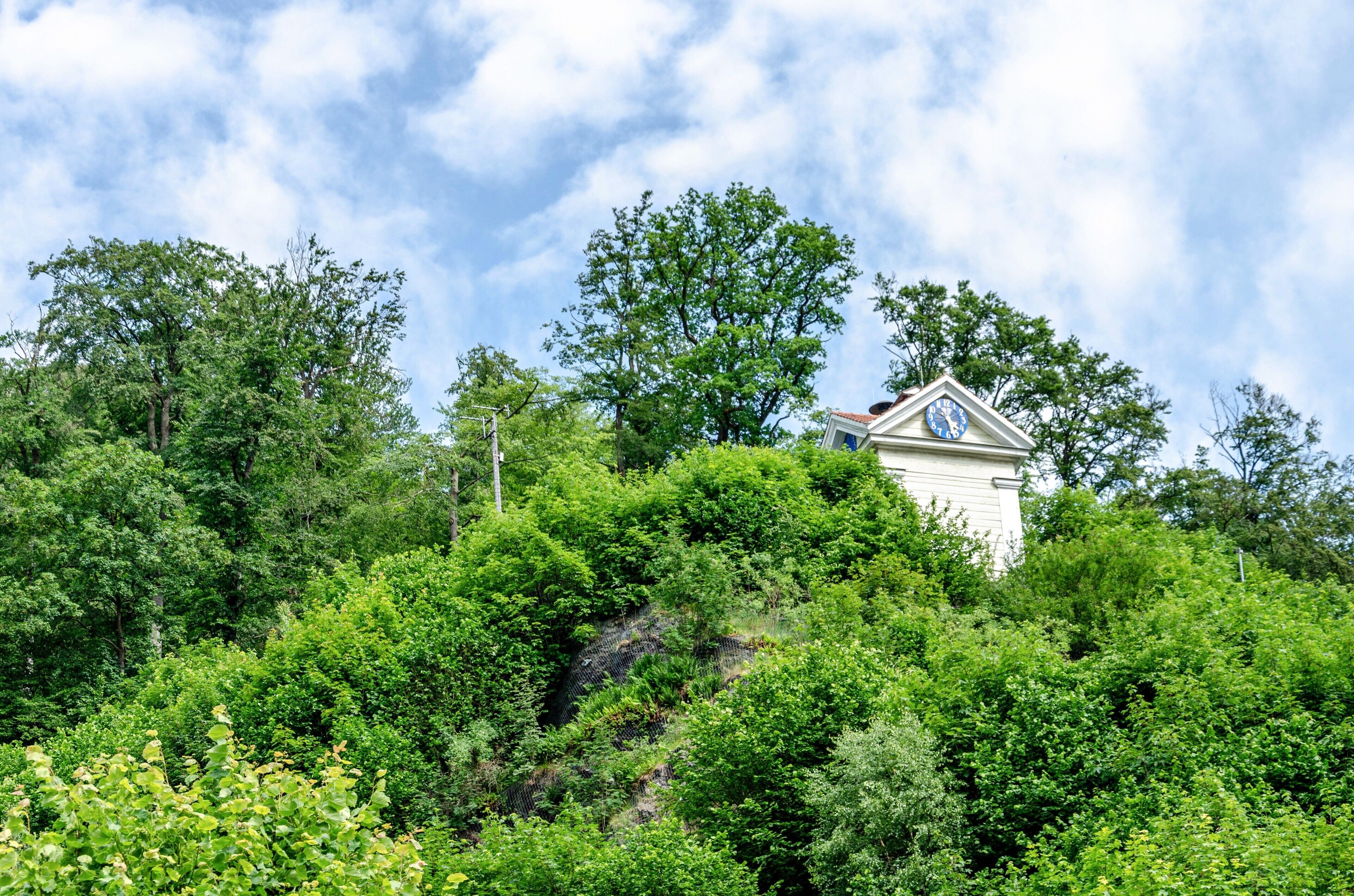 En byggnad med ett klocktorn, omgiven av tät, grönskande vegetation.