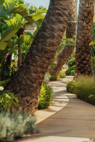 Un sendero bordeado por palmeras y abundante vegetación, que conduce a un edificio.. Épi Baie de Pampelonne