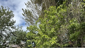 A grassy backyard with a wooden shed, a metal table, and chairs. - Apartment Sleeps 2 With Parking (Aberdeen)